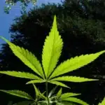 Explore the Benefits of Hemp-Derived Edibles: A Complete Guide