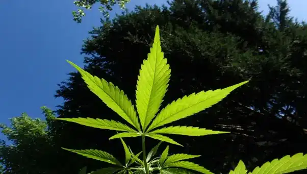 Explore the Benefits of Hemp-Derived Edibles: A Complete Guide