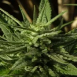 Exploring the Different Types of Cannabis Products Available