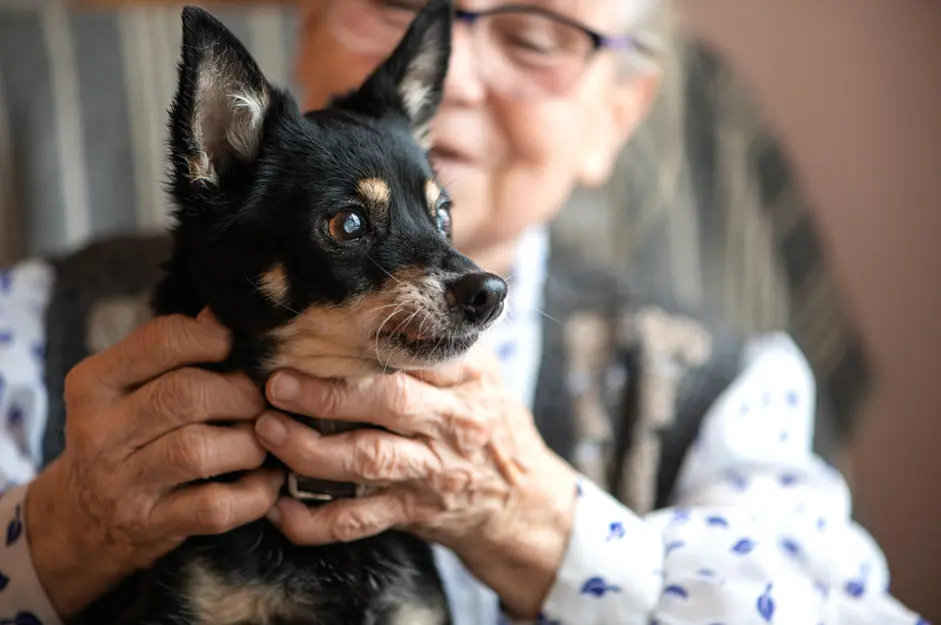 Living Your Best Retired Life-With a Tail-Wagging Twist