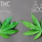 THC vs THCA A Guide to Their Differences, Effects, and Uses