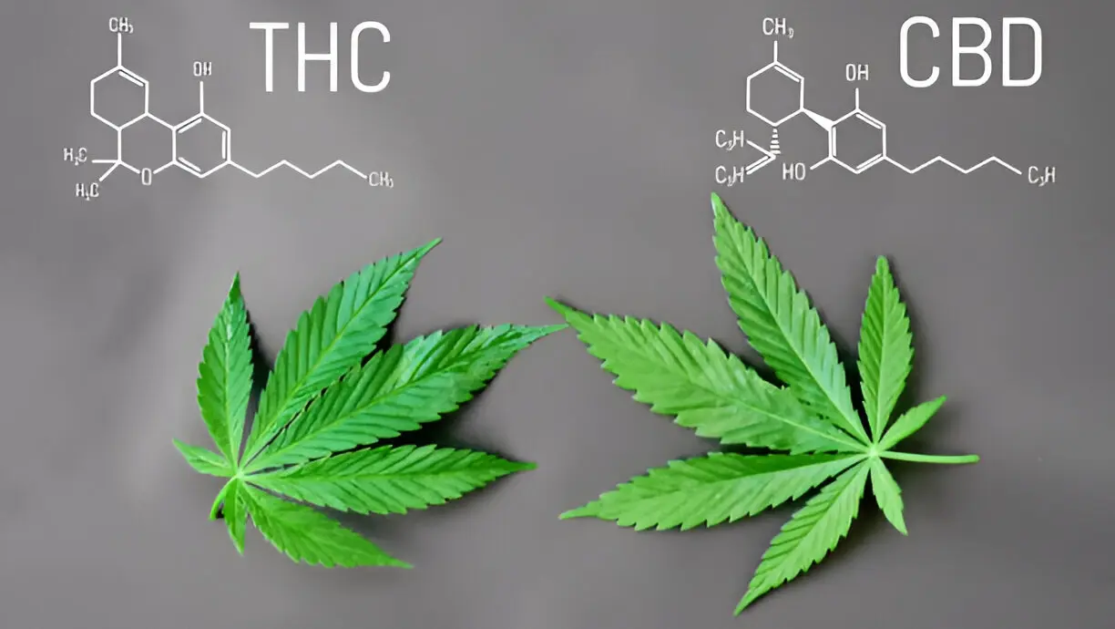 THC vs THCA A Guide to Their Differences, Effects, and Uses