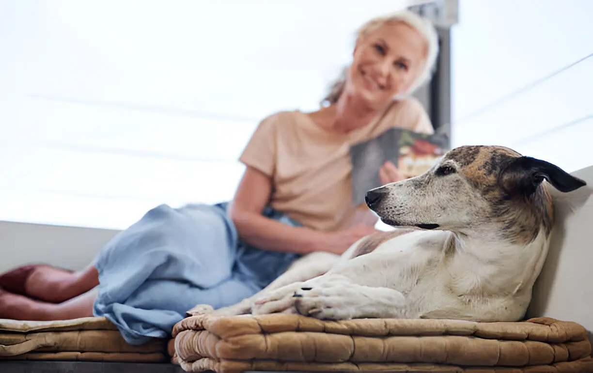 What to Expect When Giving CBD to Your Senior Dog