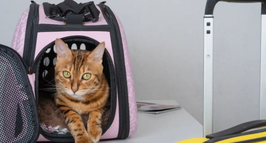 Traveling With Your Cat Essentials for a Stress-Free Trip
