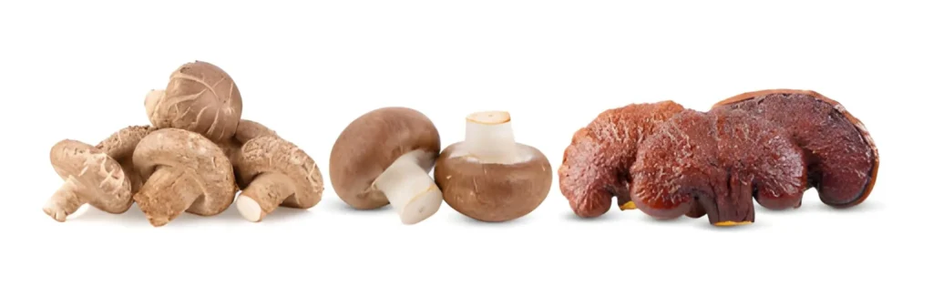 7 Mushrooms That Could Protect Your Dog From Common Illnesses