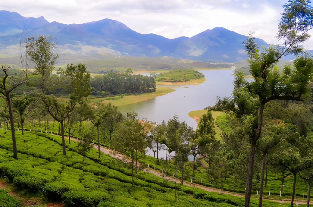 Cochin Munnar Alleppey Tour From Tea Gardens to Tranquil Backwaters