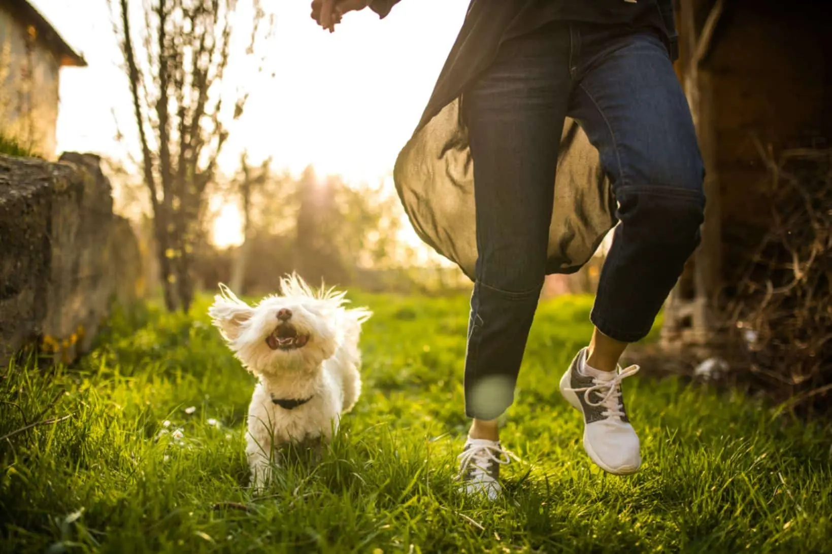 What Every Pet Owner Should Know About Natural Stress Relief For Dogs