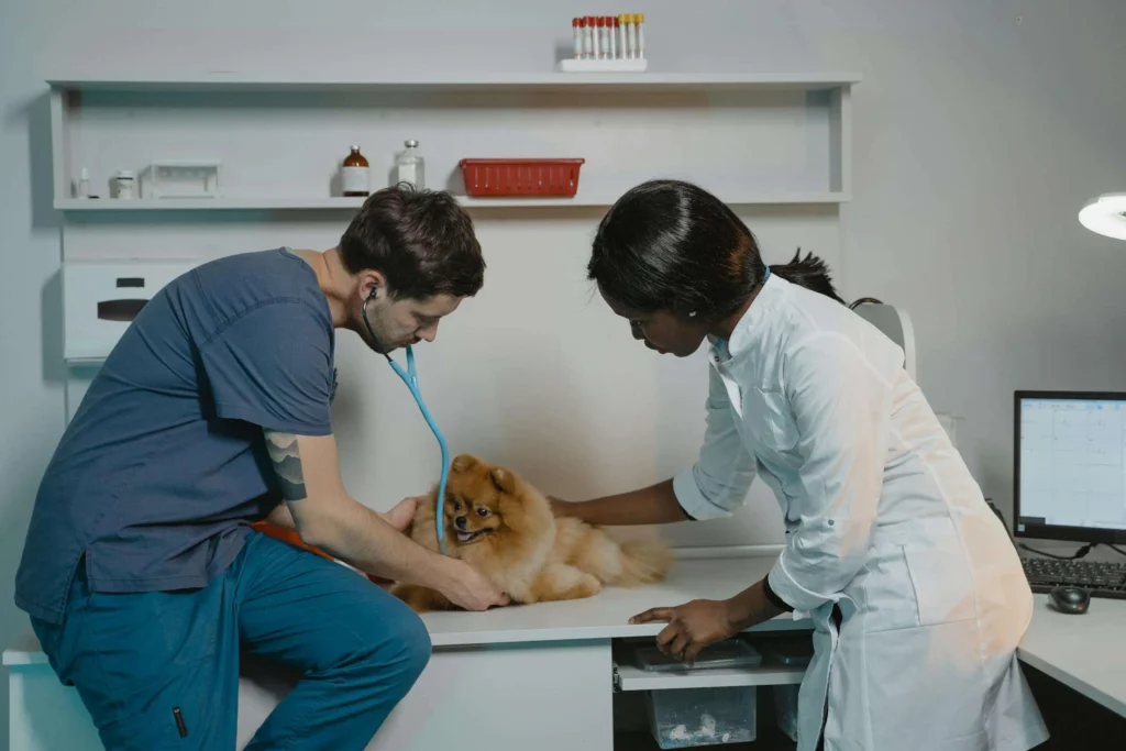 How Disability Insurance Supports Practicing Veterinarians When Facing Challenges