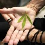 Holistic Healing Incorporating Cannabis into Your Spiritual Practices