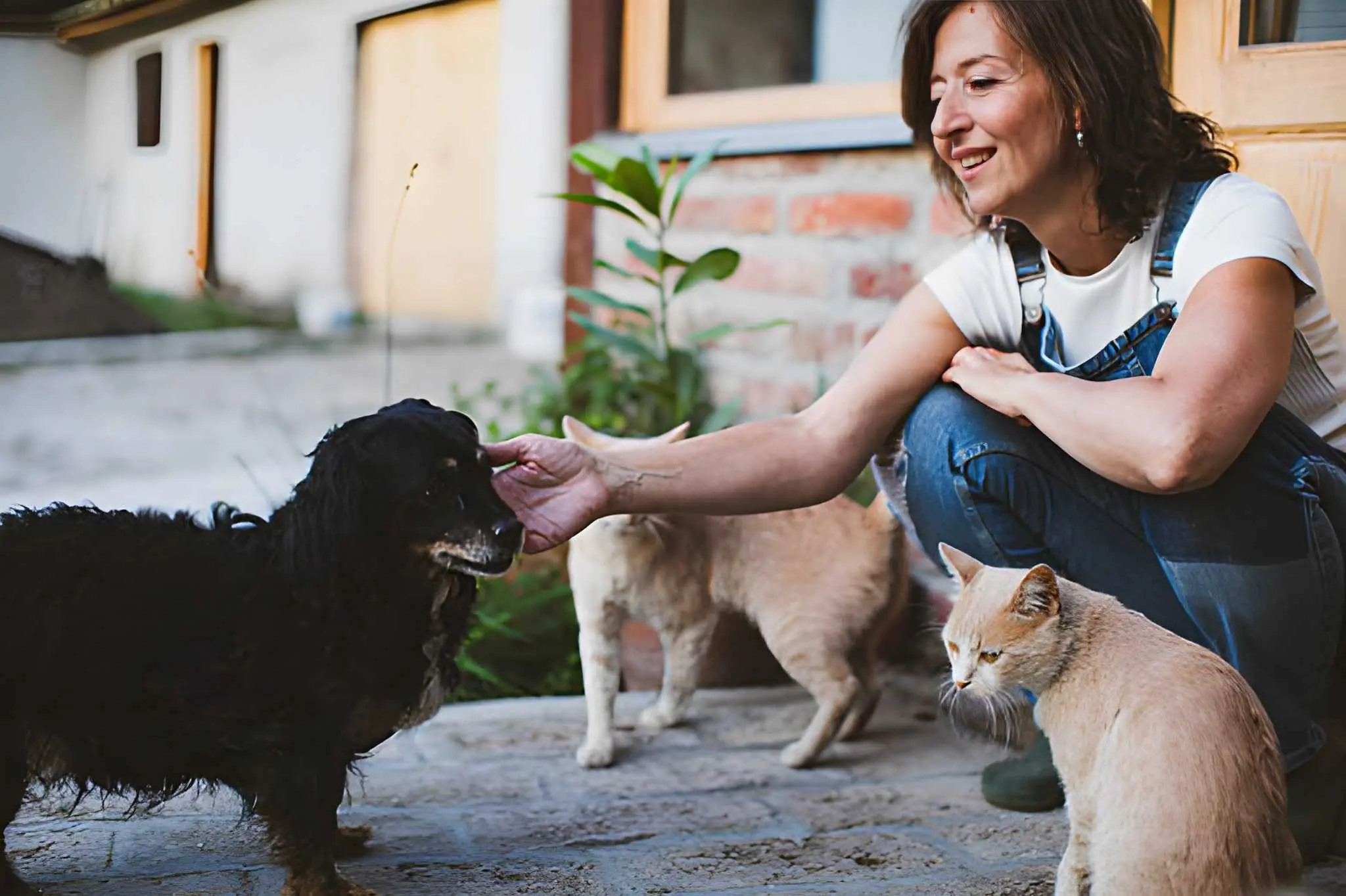 The Spiritual Meaning of Finding Lost Pets Why Lost Animals Often 'Come Home'