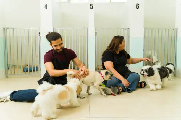Understanding Dog Boarding and Its Role in Pet Care