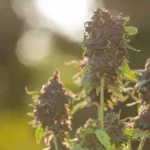 How Cannabis Affects Sleep, Focus, and Mood