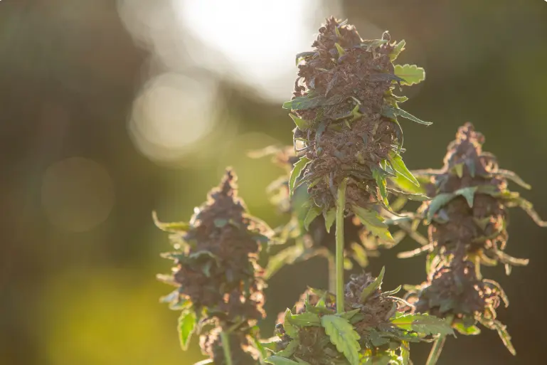 How Cannabis Affects Sleep, Focus, and Mood